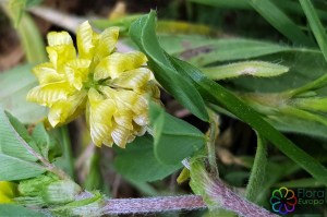 trifolium campestre.jpg_product_product_product